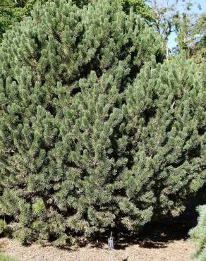 Fotografia 11 da espécie Pinus mugo no Jardim Botânico UTAD