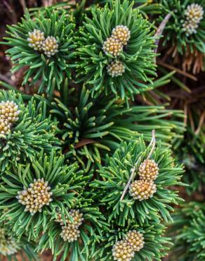 Fotografia 12 da espécie Pinus mugo no Jardim Botânico UTAD
