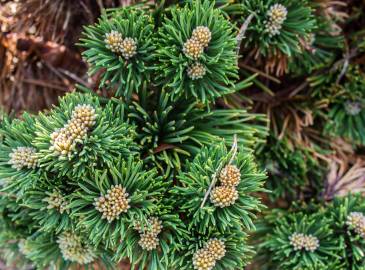 Fotografia da espécie Pinus mugo