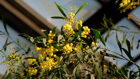 Fotografia da espécie Acacia retinodes