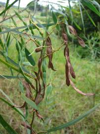 Fotografia da espécie Acacia retinodes