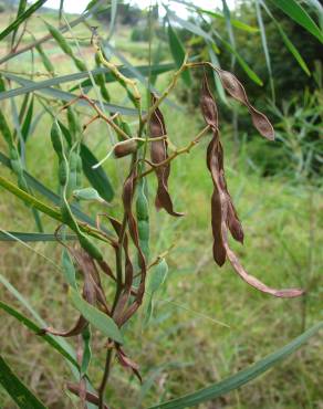 Fotografia 3 da espécie Acacia retinodes no Jardim Botânico UTAD
