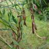 Fotografia 3 da espécie Acacia retinodes do Jardim Botânico UTAD