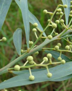 Fotografia 4 da espécie Acacia retinodes no Jardim Botânico UTAD