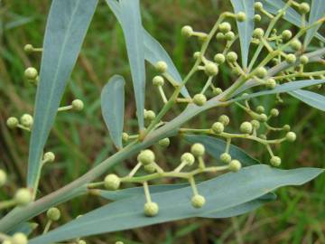 Fotografia da espécie Acacia retinodes