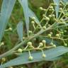 Fotografia 4 da espécie Acacia retinodes do Jardim Botânico UTAD
