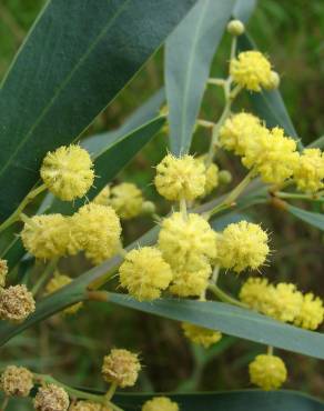 Fotografia 5 da espécie Acacia retinodes no Jardim Botânico UTAD