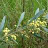 Fotografia 1 da espécie Acacia retinodes do Jardim Botânico UTAD