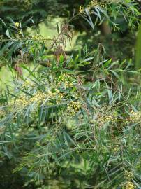 Fotografia da espécie Acacia retinodes