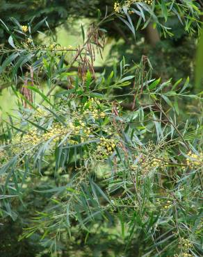 Fotografia 6 da espécie Acacia retinodes no Jardim Botânico UTAD