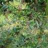 Fotografia 6 da espécie Acacia retinodes do Jardim Botânico UTAD