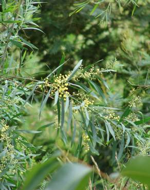 Fotografia 7 da espécie Acacia retinodes no Jardim Botânico UTAD