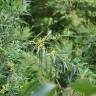 Fotografia 7 da espécie Acacia retinodes do Jardim Botânico UTAD