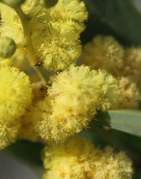 Fotografia 8 da espécie Acacia retinodes no Jardim Botânico UTAD