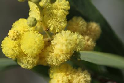 Fotografia da espécie Acacia retinodes