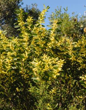 Fotografia 1 da espécie Acacia sophorae no Jardim Botânico UTAD
