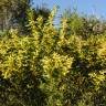 Fotografia 1 da espécie Acacia sophorae do Jardim Botânico UTAD