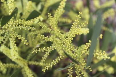 Fotografia da espécie Acacia sophorae