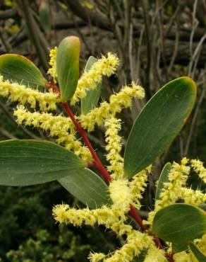 Fotografia 4 da espécie Acacia sophorae no Jardim Botânico UTAD