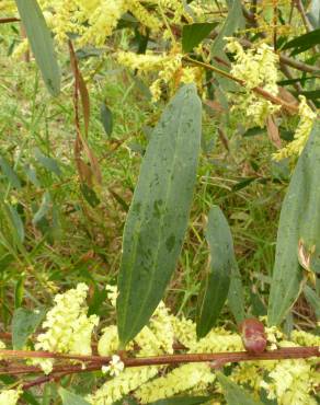 Fotografia 5 da espécie Acacia sophorae no Jardim Botânico UTAD
