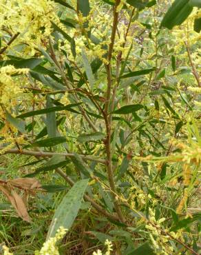 Fotografia 6 da espécie Acacia sophorae no Jardim Botânico UTAD