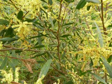 Fotografia da espécie Acacia sophorae