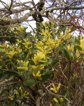 Fotografia 7 da espécie Acacia sophorae no Jardim Botânico UTAD