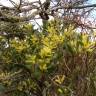 Fotografia 7 da espécie Acacia sophorae do Jardim Botânico UTAD
