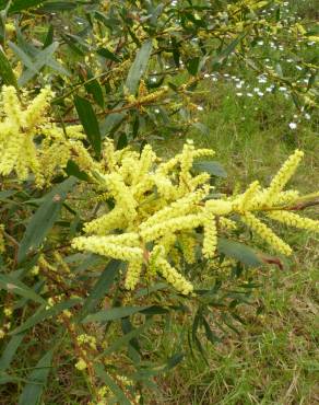 Fotografia 8 da espécie Acacia sophorae no Jardim Botânico UTAD