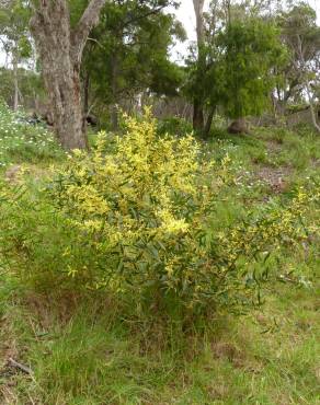 Fotografia 9 da espécie Acacia sophorae no Jardim Botânico UTAD