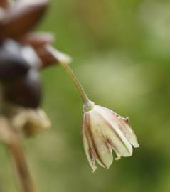 Fotografia da espécie Allium oleraceum