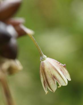 Fotografia 7 da espécie Allium oleraceum no Jardim Botânico UTAD