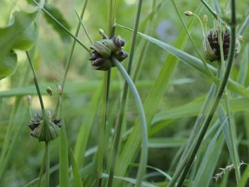 Fotografia da espécie Allium oleraceum