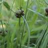 Fotografia 8 da espécie Allium oleraceum do Jardim Botânico UTAD