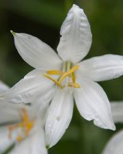 Fotografia da espécie Anthericum liliago