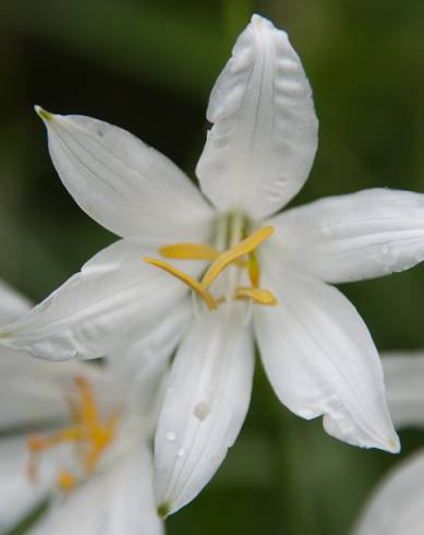 Fotografia de capa Anthericum liliago - do Jardim Botânico