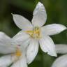 Fotografia 1 da espécie Anthericum liliago do Jardim Botânico UTAD