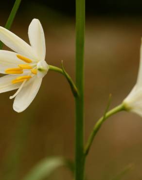 Fotografia 5 da espécie Anthericum liliago no Jardim Botânico UTAD