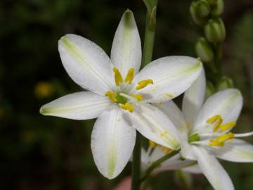 Fotografia da espécie Anthericum liliago