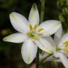 Fotografia 7 da espécie Anthericum liliago do Jardim Botânico UTAD