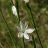 Fotografia 9 da espécie Anthericum liliago do Jardim Botânico UTAD