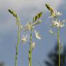 Fotografia 10 da espécie Anthericum liliago do Jardim Botânico UTAD