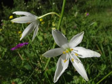 Fotografia da espécie Anthericum liliago