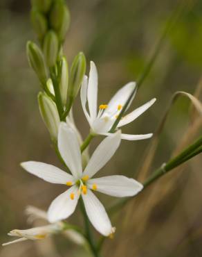 Fotografia 14 da espécie Anthericum liliago no Jardim Botânico UTAD