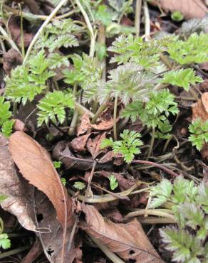 Fotografia 6 da espécie Anthriscus sylvestris no Jardim Botânico UTAD