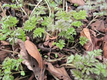 Fotografia da espécie Anthriscus sylvestris