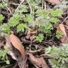 Fotografia 6 da espécie Anthriscus sylvestris do Jardim Botânico UTAD