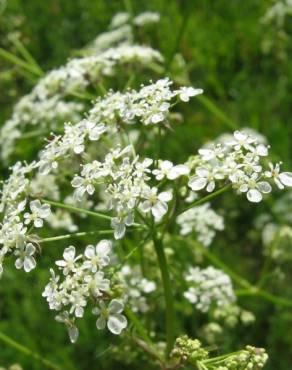 Fotografia 7 da espécie Anthriscus sylvestris no Jardim Botânico UTAD