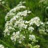 Fotografia 7 da espécie Anthriscus sylvestris do Jardim Botânico UTAD