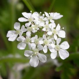 Fotografia da espécie Anthriscus sylvestris